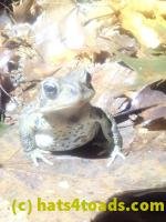 /home//u458753944/public_html/sourcegallery////////////////McKaig Nature Center/2024-09-27/P9271592.JPG